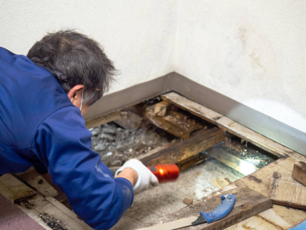 Best Home Mold Removal  in Ravenswood, WV