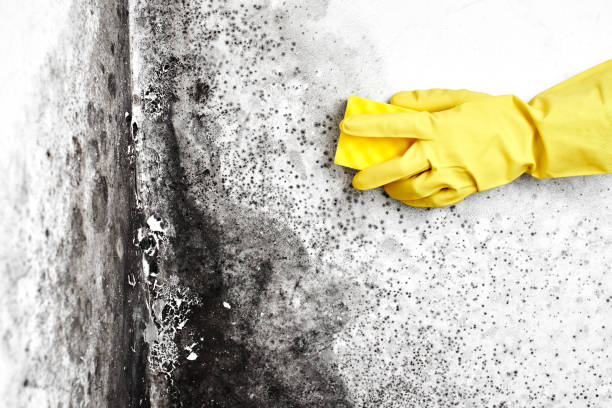 Best Mold Remediation Services  in Ravenswood, WV