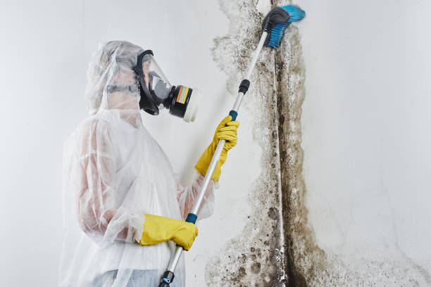 Best Fast Mold Removal  in Ravenswood, WV