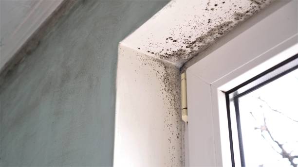 Best Affordable Mold Removal  in Ravenswood, WV
