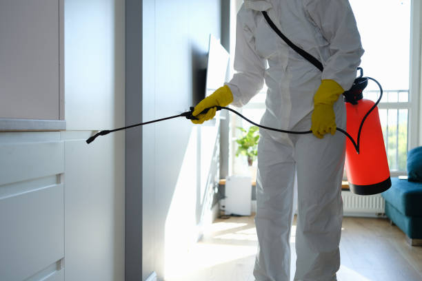 Crawl Space Mold Removal in Ravenswood, WV