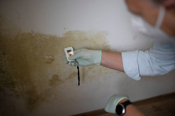 Best Same-Day Mold Removal  in Ravenswood, WV