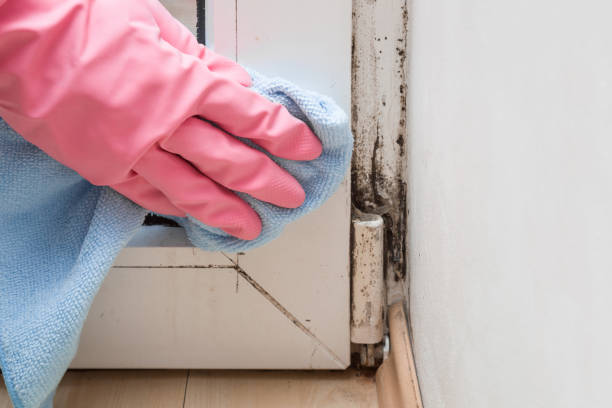 Best Attic Mold Removal  in Ravenswood, WV